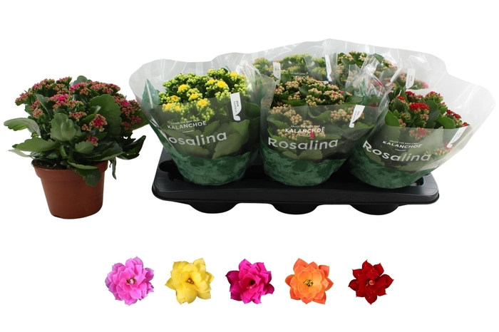 <h4>KAL GE RO GEM 5 KL</h4>