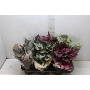 BEGONIA BELEAF P15 PO