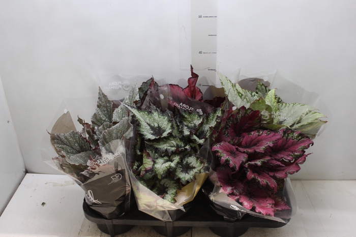BEGONIA BELEAF P15 PO