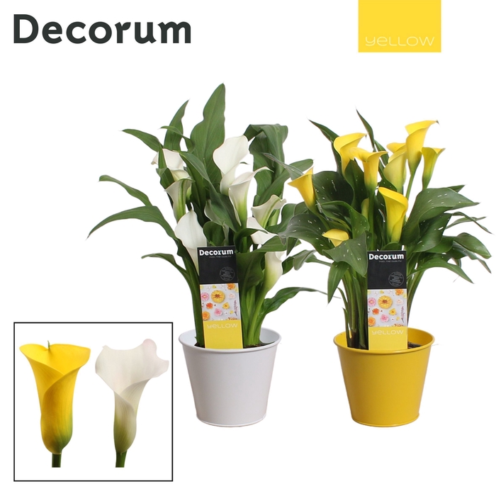 <h4>Zantedeschia Geel/Wit in Ompot Zara PASEN (Decorum)</h4>