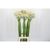 Allium Mount Everest
