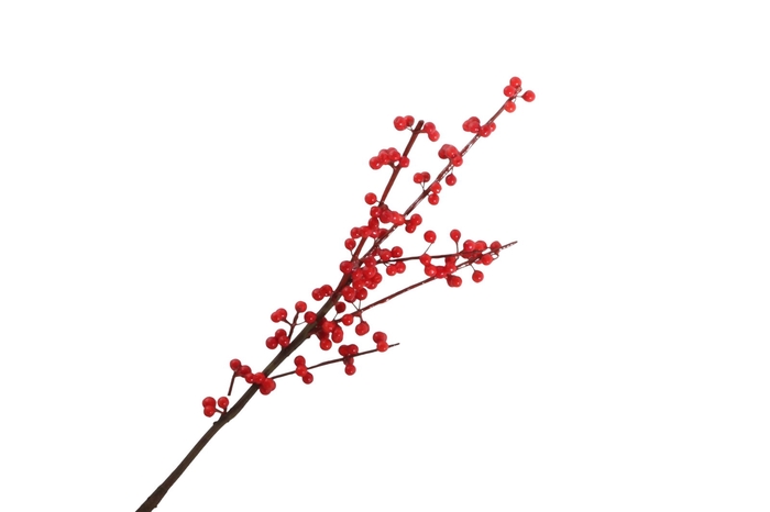 <h4>Ilex Berry Spray Red XM660066RED</h4>