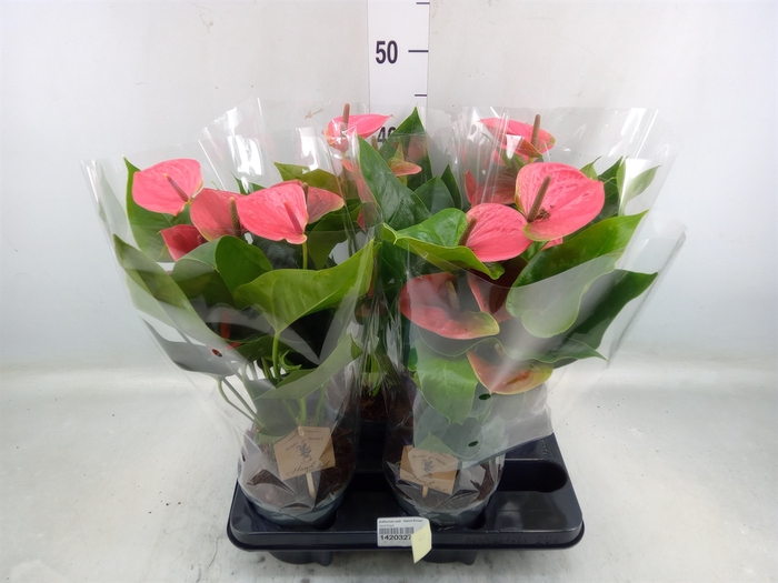 <h4>Anthurium andr. 'Sweet Dream'</h4>