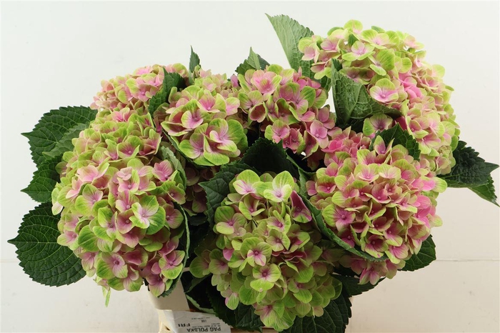 <h4>Hydr M Amethyst Pink 60-20</h4>