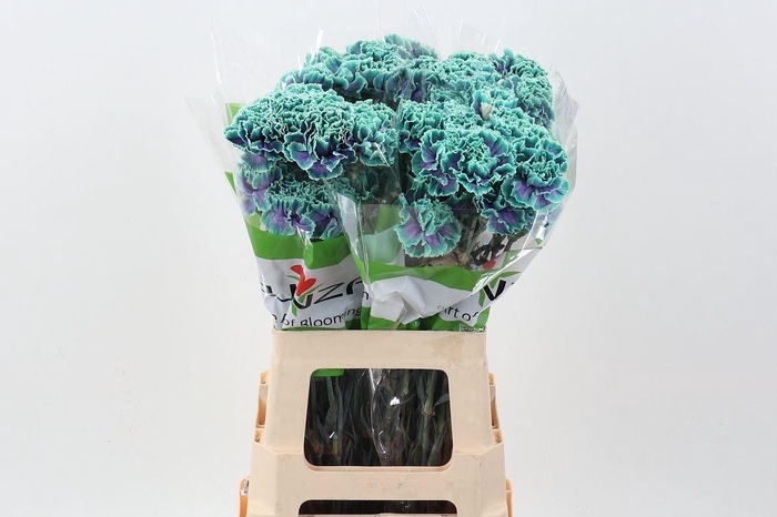 <h4>Dianthus ST   ...colored H%</h4>