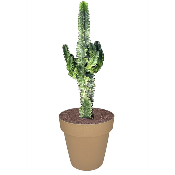 <h4>EUPHORBIA ERITREA MARMORATA - POT Ø 35 (SUCCULENTEN)</h4>