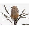 Banksia Speciosa Dried