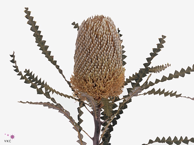 Dried Banksia Speciosa