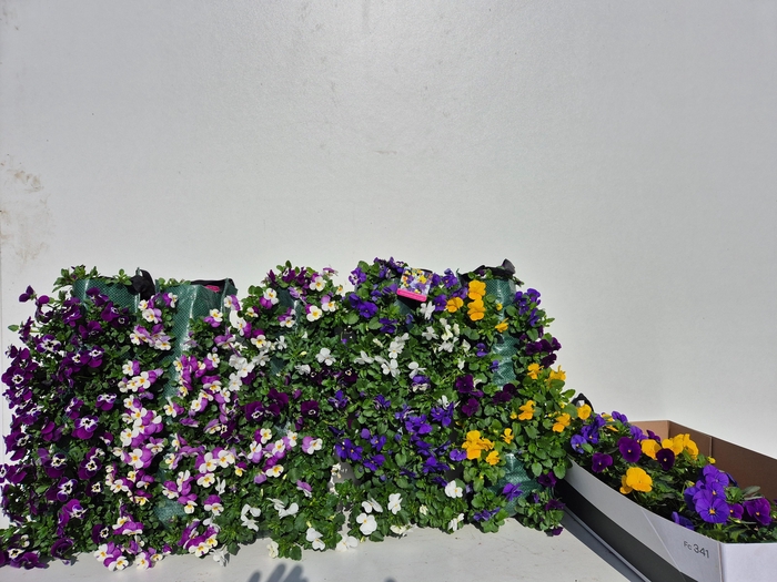 <h4>VIO CO MIXK</h4>