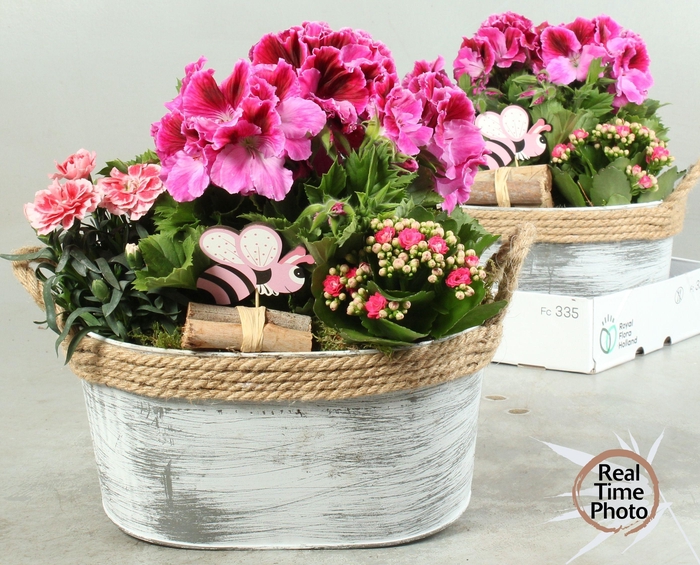 <h4>ARR TUINPLANTEN</h4>