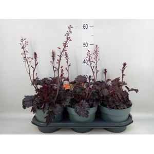 Heucherella tiarelloides