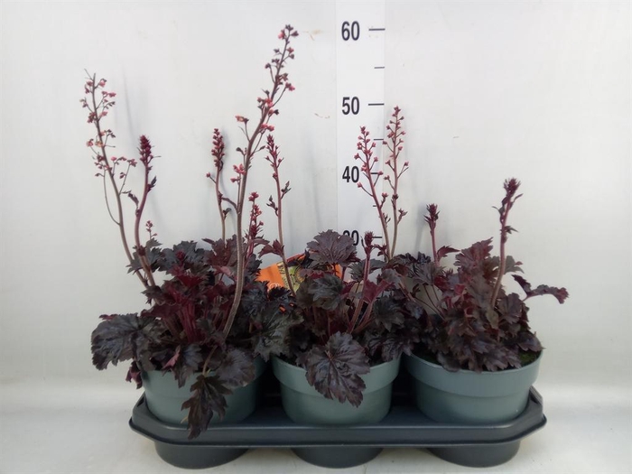 <h4>Heucherella tiarelloides</h4>