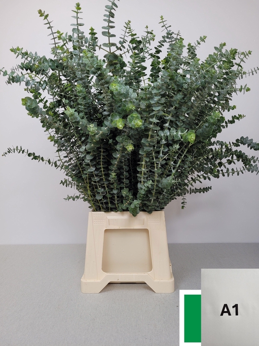 <h4>EUC BABY BLUE PB</h4>