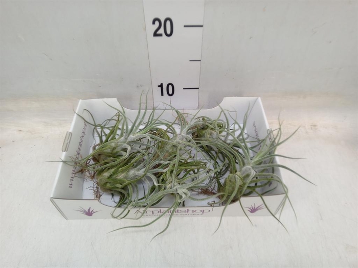<h4>Tillandsia</h4>