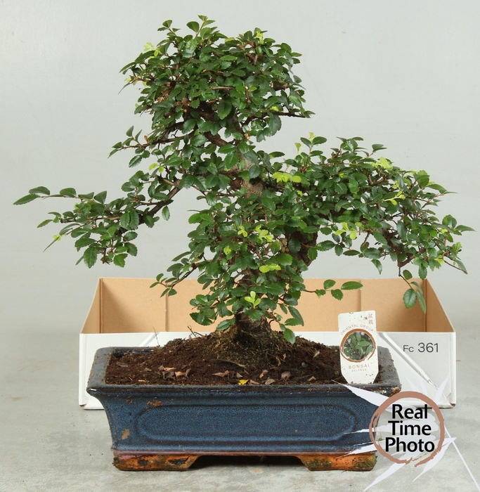 <h4>BONSAI GEM</h4>