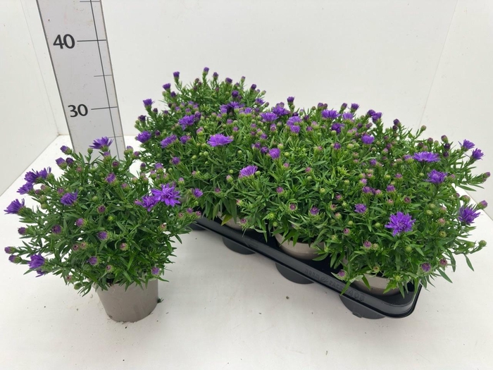 <h4>ASTER D AL D PURP LA</h4>
