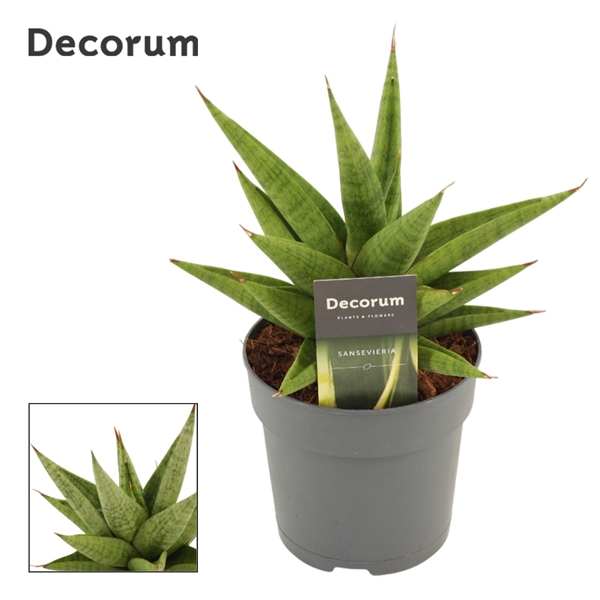 <h4>Sansevieria Snow Lotus Crown 12 cm (Decorum)</h4>