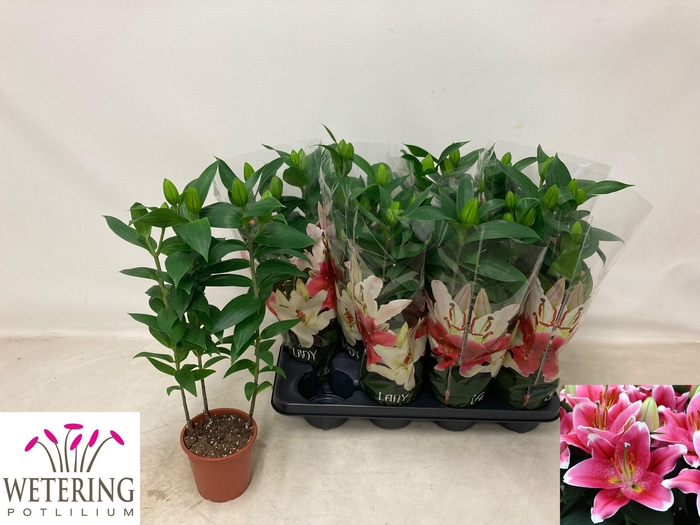 <h4>LIL OR SUNNY ROBYN</h4>