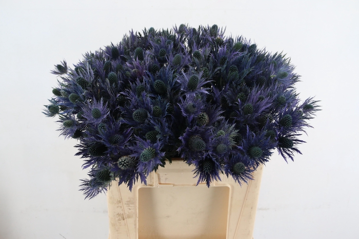 <h4>ERYN ALPINUM</h4>