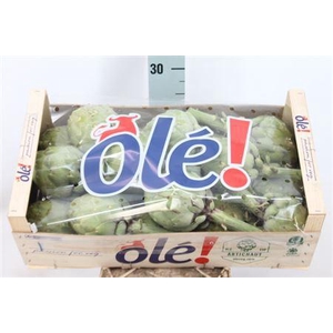 Cynara Sc Green In Box X18