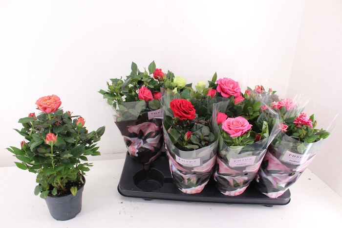 <h4>RO PATHIT GEM 5 SRT</h4>