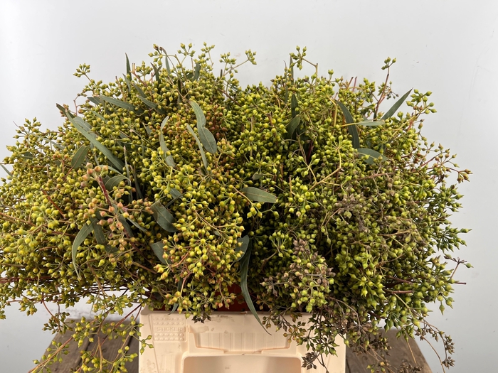 <h4>EUC EXOTICA BS</h4>