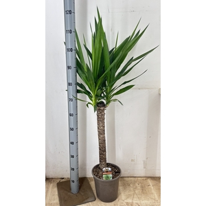 YUCCA