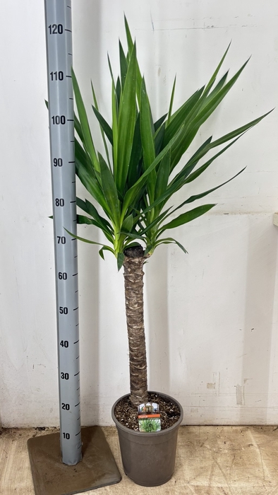 <h4>YUCCA</h4>