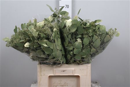 Euc Populus Berry V Olive Metallic