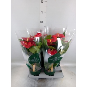 Anthurium andr. 'Nevada'