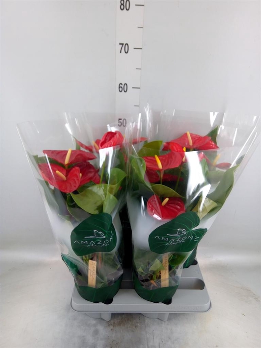 <h4>Anthurium andr. 'Nevada'</h4>