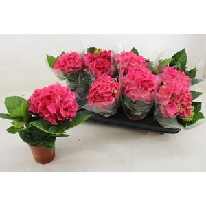 .Hydrangea high ocean