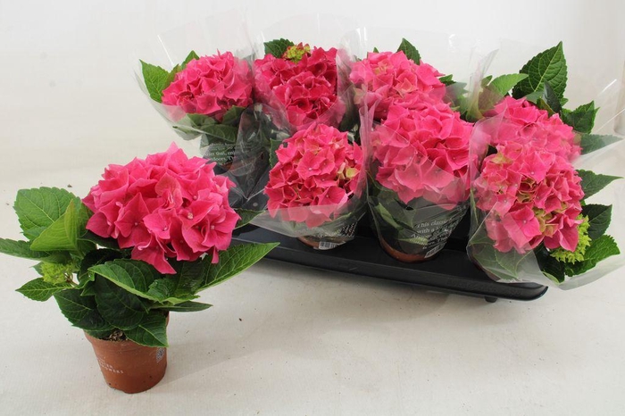 <h4>.Hydrangea high ocean</h4>
