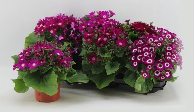 <h4>PERI C VENEZ GEM</h4>