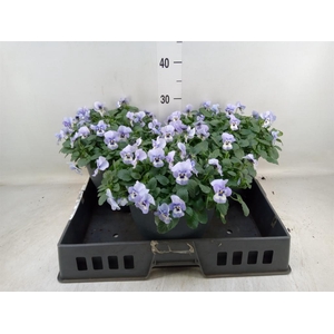 Viola corn. 'Evo Mini Marina'