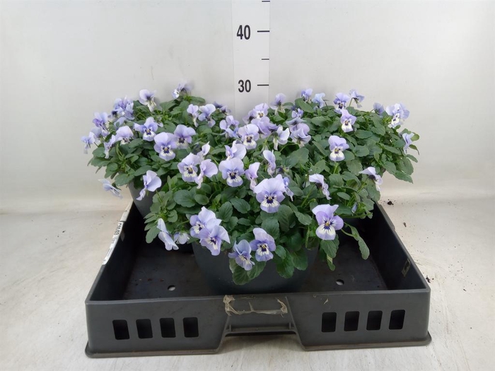 <h4>Viola corn. 'Evo Mini Marina'</h4>