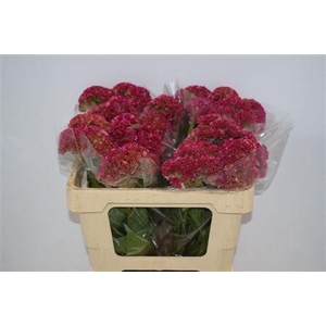 CELOSIA REPRISE ROSE