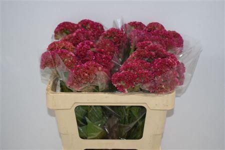 <h4>CELOSIA REPRISE ROSE</h4>