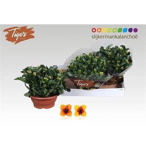 KALANCHOE TIGER MIX P23