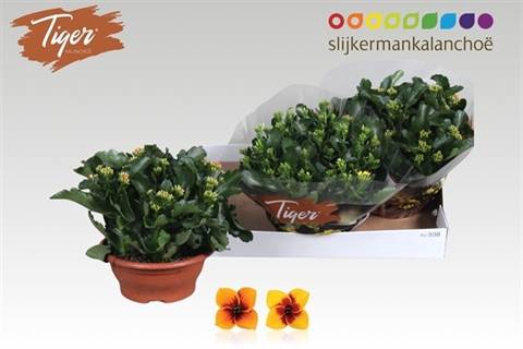 <h4>KALANCHOE TIGER MIX P23</h4>