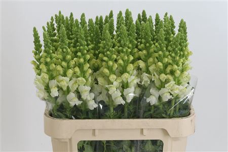 <h4>Antir Poto Ivory White</h4>