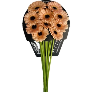 Ge Mi Espresso Flowerracket