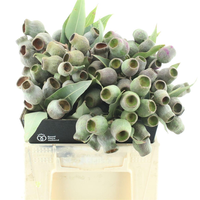 <h4>Euca Bell Gum</h4>