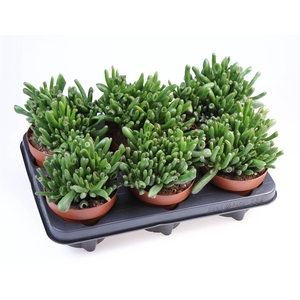 Crassula ovata 'Hobbit'