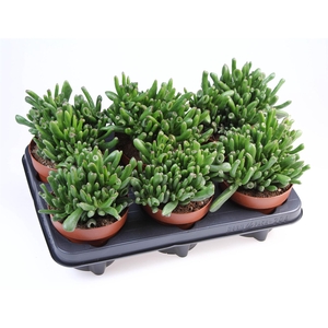 Crassula ovata 'Hobbit'