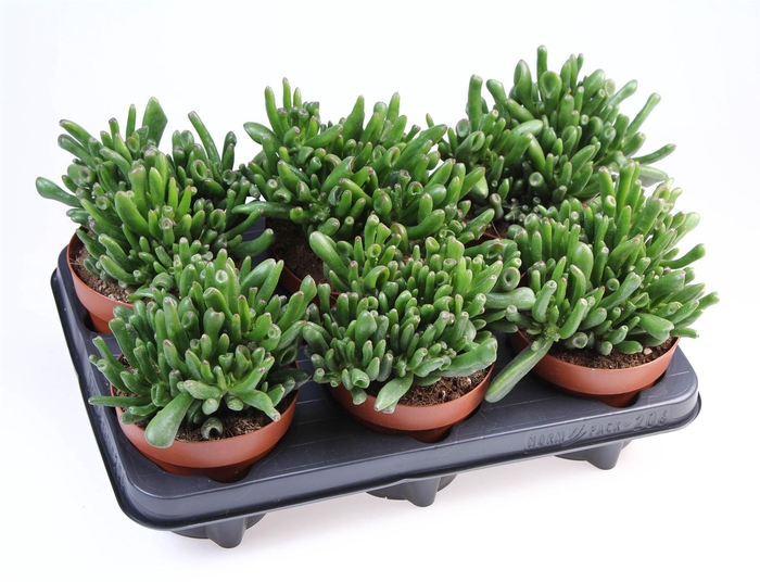 <h4>Crassula ovata 'Hobbit'</h4>