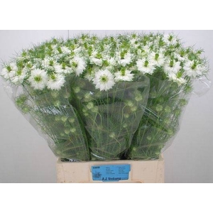 NIGE D BRIDAL WHITE