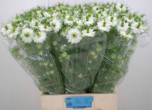 <h4>NIGE D BRIDAL WHITE</h4>