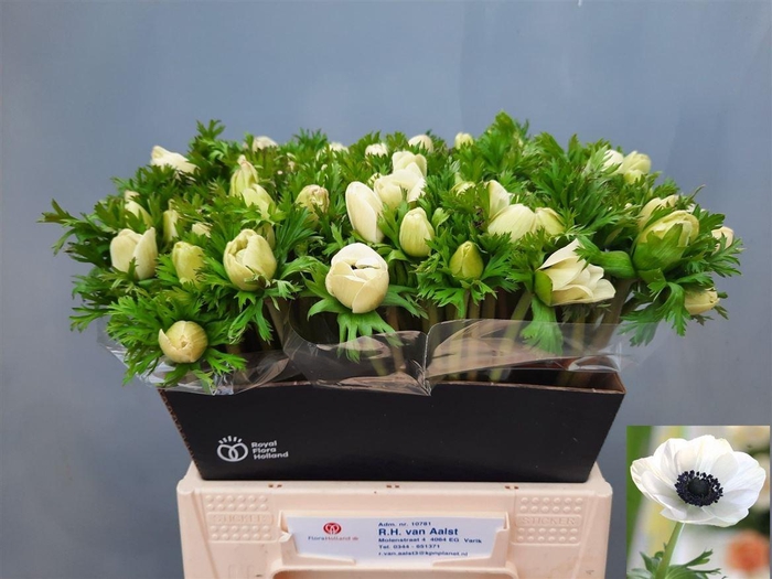 <h4>Anem Co Mar Panda</h4>