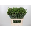 Alstroemeria Dancing Queen 80 Gram